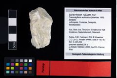 NHMW-GEO-2007z0149-0364_Ol_01.tifCracensigillatus acutirostrus (Moericke, 1889)  (NHMW-GEO-2007z0149-0364)